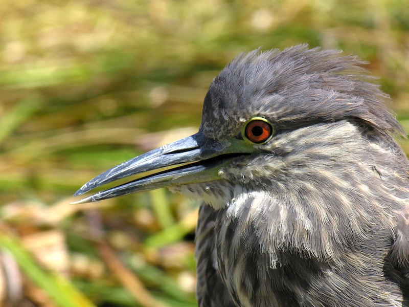 titicaca birds