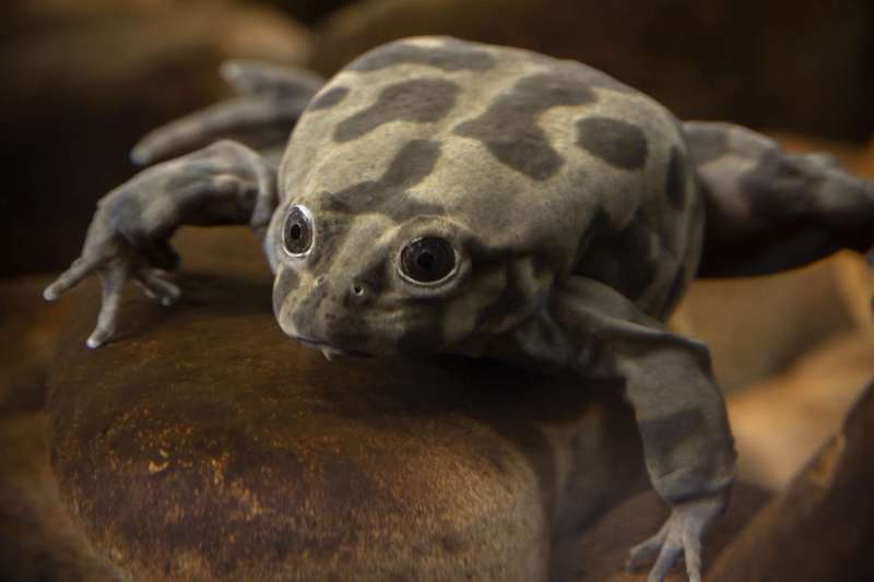 Lake Titicaca Frog - Scientists Join Forces to Save Species