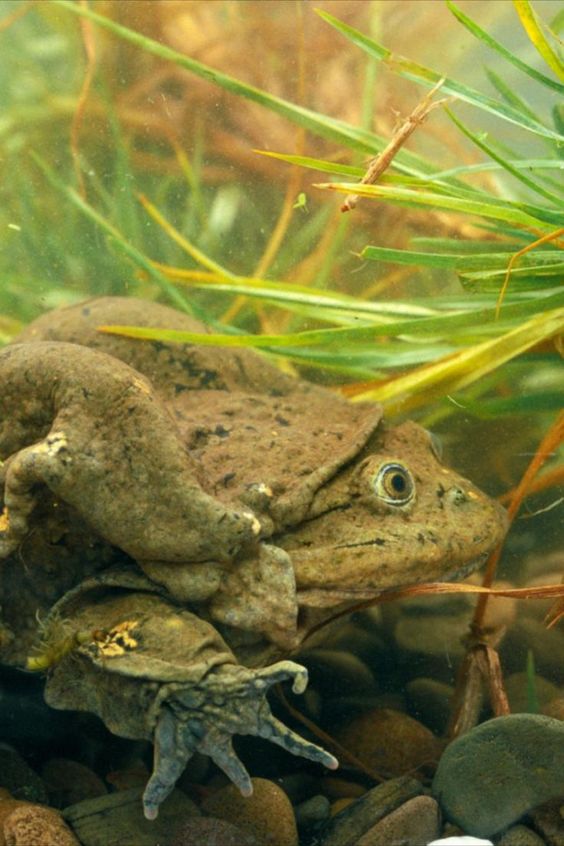 Lake Titicaca Frog - Scientists Join Forces to Save Species