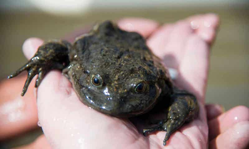 Lake Titicaca Frog - Scientists Join Forces to Save Species