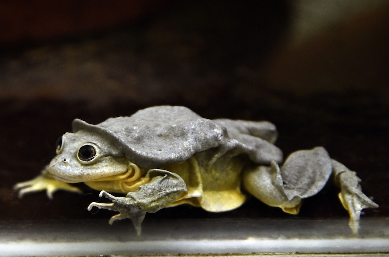 Lake Titicaca Frog - Scientists Join Forces to Save Species