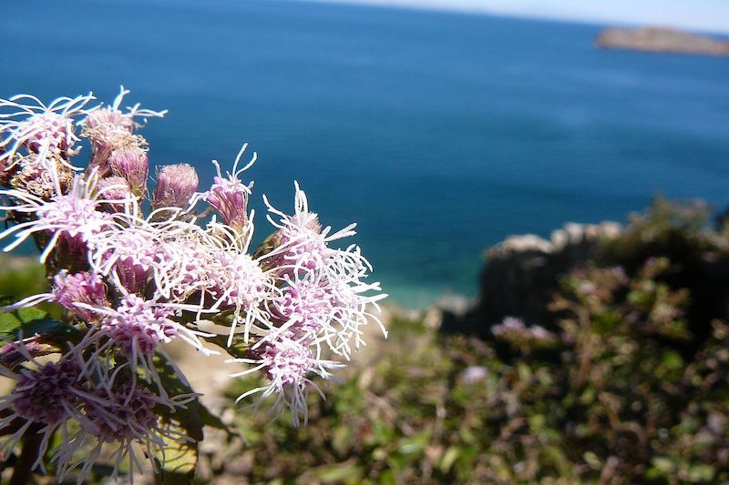 Lake Titicaca's flora and fauna