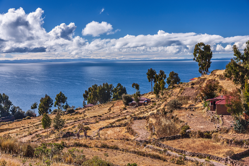 Full Day Peru Lake Titicaca, Lake Titicaca's flora and fauna