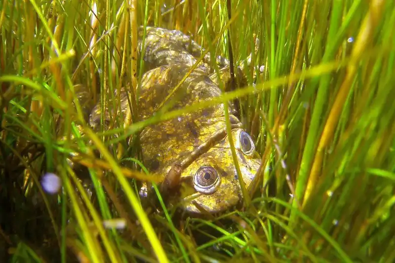 The Titicaca Frog