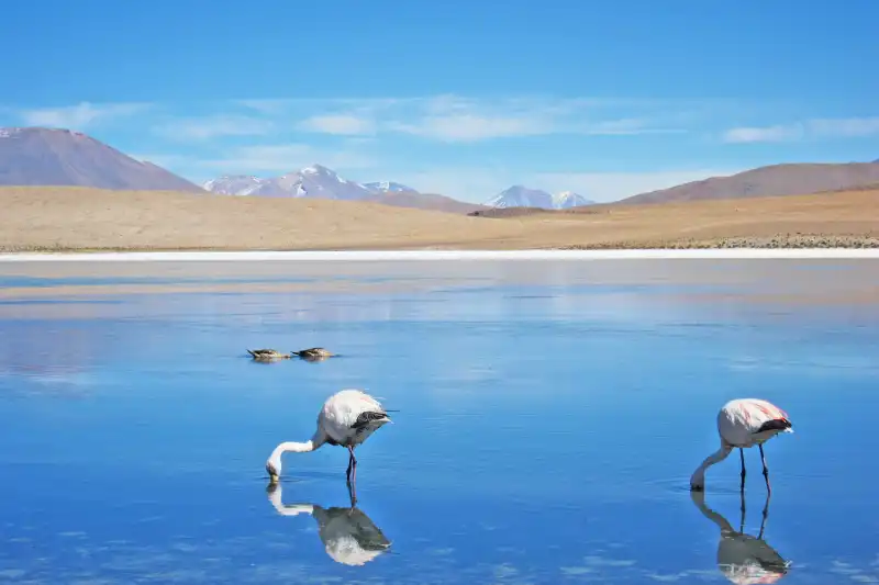 Wetlands of Puno