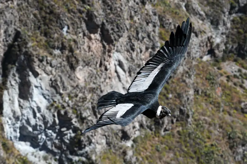 Southern Peru condor in Colca canyon