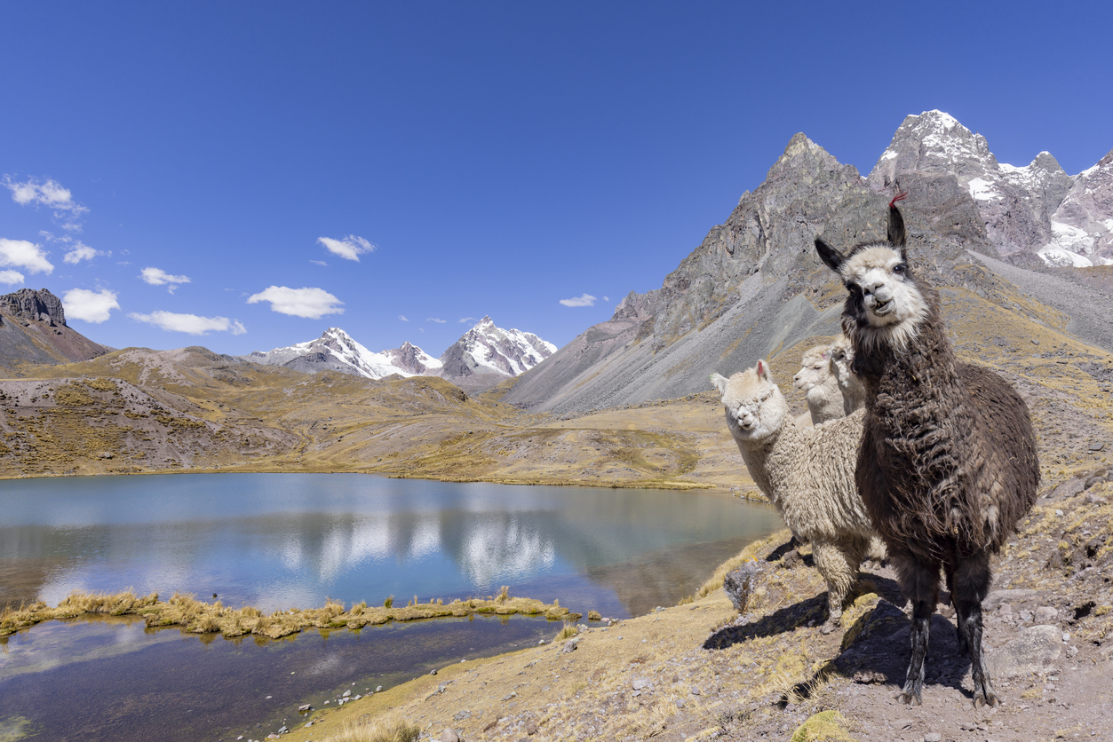 Llama near seven Ausangate lagoons in Cusco Region Peru